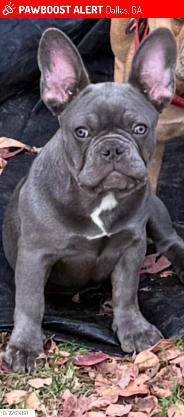 Lost Female Dog last seen Holly Trails Subdivision , Dallas, GA 30132