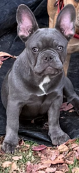 Lost Female Dog last seen Holly Trails Subdivision , Dallas, GA 30132