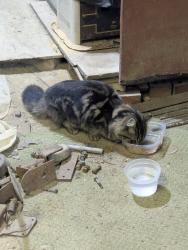 Found/Stray Unknown Cat last seen Near Shady Grove and Arnoka rd, Mechanicsville, VA 23111