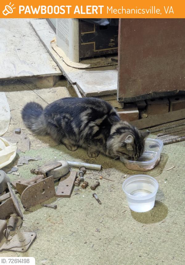 Found/Stray Unknown Cat last seen Near Shady Grove and Arnoka rd, Mechanicsville, VA 23111