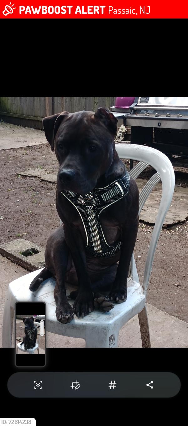 Lost Female Dog last seen Passaic street and 4th street in passaic , Passaic, NJ 07055