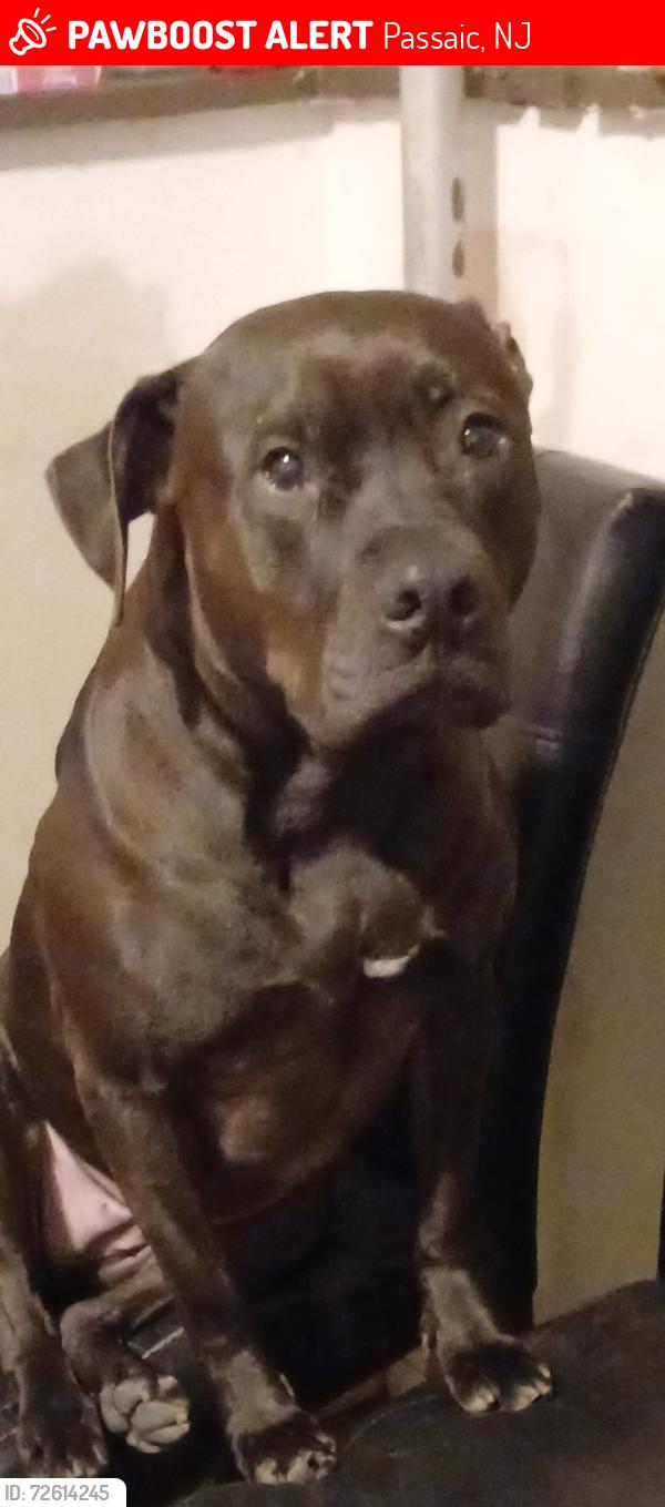 Lost Female Dog last seen Passaic street and 4th street in passaic , Passaic, NJ 07055