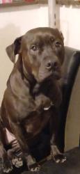 Lost Female Dog last seen Passaic street and 4th street in passaic , Passaic, NJ 07055