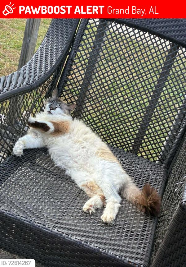 Lost Male Cat last seen Konke ave, Grand Bay, AL 36541