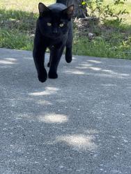 Lost Male Cat last seen Near Continental Ave Tallahassee, FL  32304 United States, Tallahassee, FL 32304