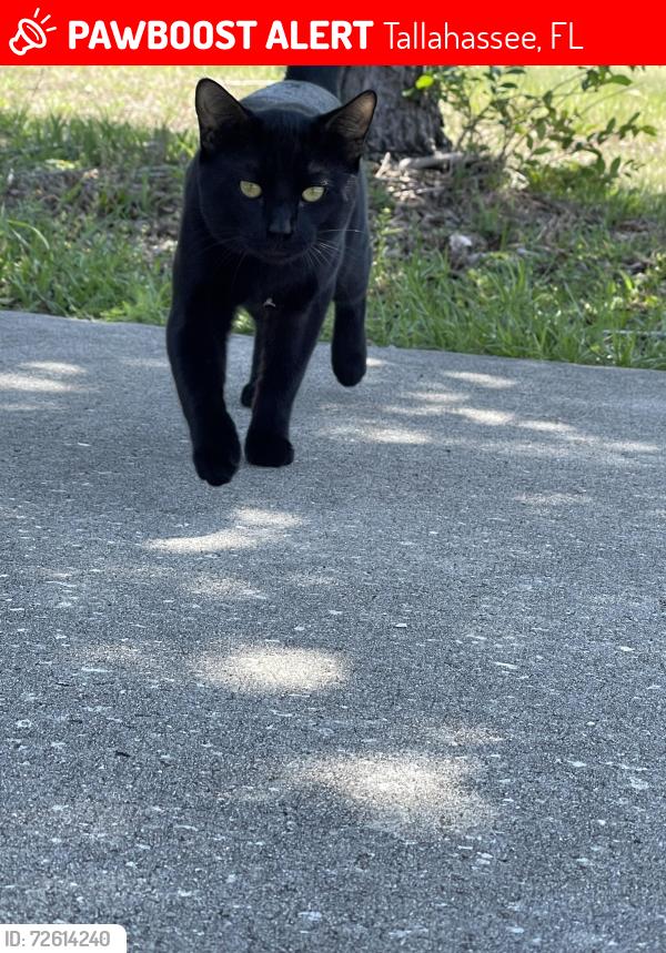 Lost Male Cat last seen Near Continental Ave Tallahassee, FL  32304 United States, Tallahassee, FL 32304