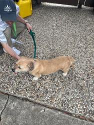 Found/Stray Female Dog last seen Willcrest and Myrtlea, Houston, TX 77079