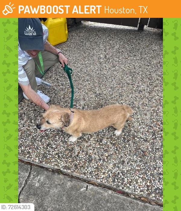 Found/Stray Female Dog last seen Willcrest and Myrtlea, Houston, TX 77079