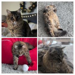 Lost Female Cat last seen Stittsville Main Street @ Bryce Place, Ottawa, ON K2S 0N2