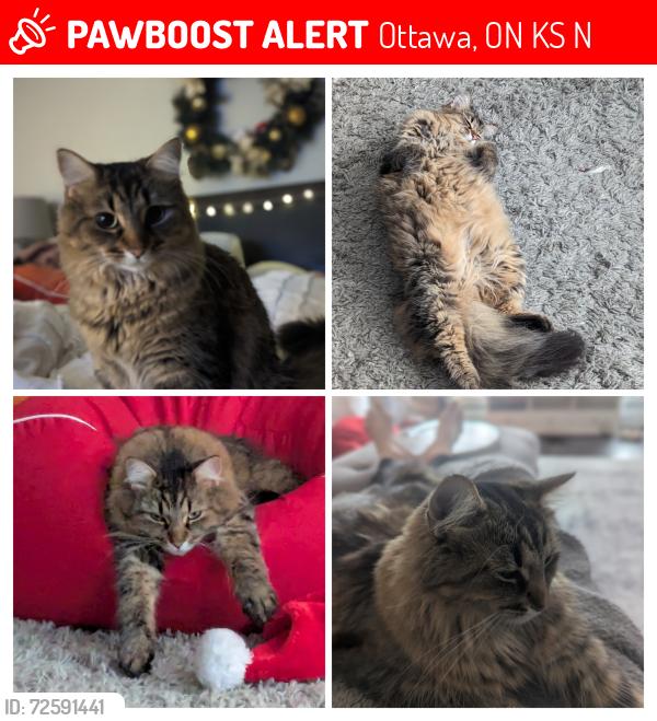 Lost Female Cat last seen Stittsville Main Street @ Bryce Place, Ottawa, ON K2S 0N2