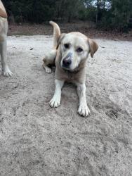 Found/Stray Female Dog last seen Edmund county Fire Dept, Lexington, SC 29073