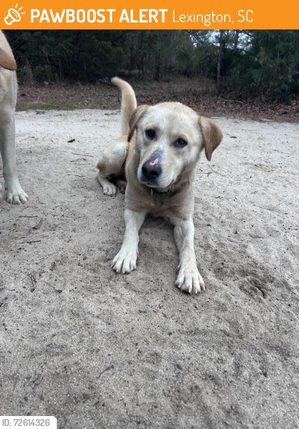 Found/Stray Female Dog last seen Edmund county Fire Dept, Lexington, SC 29073