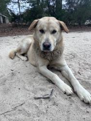Found/Stray Male Dog last seen Edmund County fire department, Lexington, SC 29073