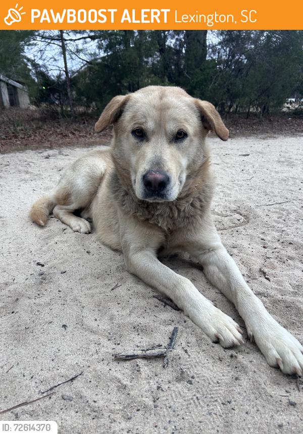 Found/Stray Male Dog last seen Edmund County fire department, Lexington, SC 29073