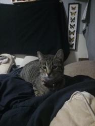 Lost Female Cat last seen Torrey pines in Vegas drive, Las Vegas, NV 89108