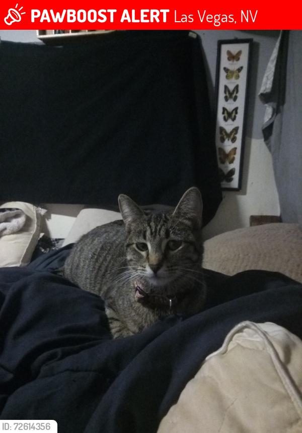 Lost Female Cat last seen Torrey pines in Vegas drive, Las Vegas, NV 89108