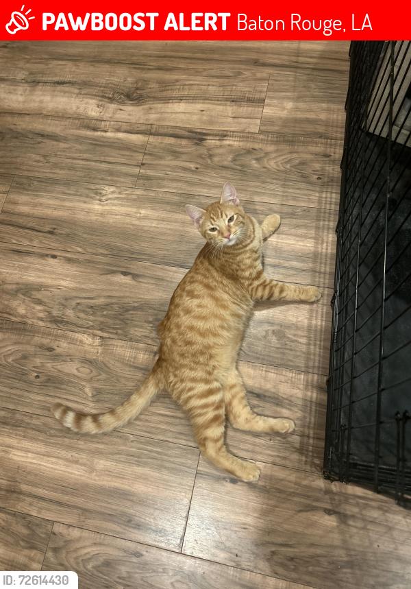 Lost Male Cat last seen North foster , Baton Rouge, LA 70805