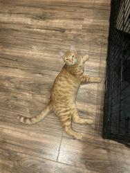 Lost Male Cat last seen North foster , Baton Rouge, LA 70805
