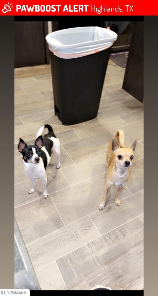 Lost Male Dog last seen Near E oak st Houston Tx 77562, Highlands, TX 77562