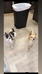 Lost Male Dog last seen Near E oak st Houston Tx 77562, Highlands, TX 77562