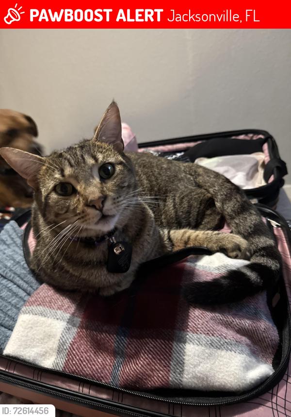 Lost Female Cat last seen Peach Drive , Jacksonville, FL 32246