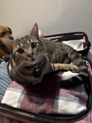 Lost Female Cat last seen Peach Drive , Jacksonville, FL 32246