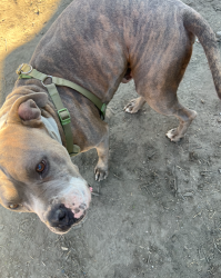 Lost Male Dog last seen 10th street West, Ave j, Lancaster, CA 93535