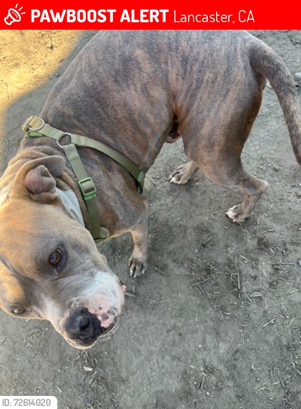 Lost Male Dog last seen 10th street West, Ave j, Lancaster, CA 93535
