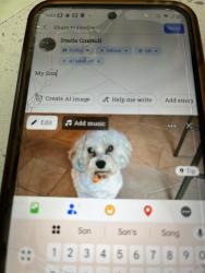 Lost Male Dog last seen Clifford Ave and Rocket st, San Antonio, TX 78250