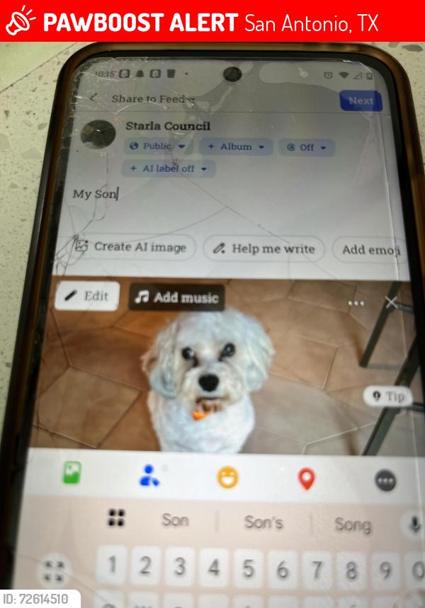 Lost Male Dog last seen Clifford Ave and Rocket st, San Antonio, TX 78250