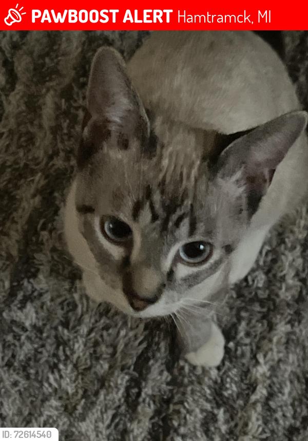 Lost Male Cat last seen Whalen st and Pulaski st behind holy smokes building and apmts, Hamtramck, MI 48212