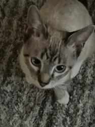 Lost Male Cat last seen Whalen st and Pulaski st behind holy smokes building and apmts , Hamtramck, MI 48212