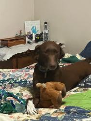 Lost Female Dog last seen Near Fuller Avenue, Grandview, MO 64030, Grandview, MO 64030