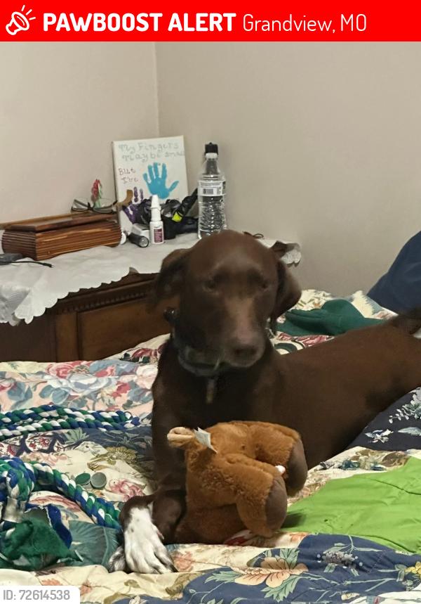 Lost Female Dog last seen Near Fuller Avenue, Grandview, MO 64030, Grandview, MO 64030