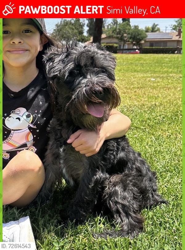 Lost Male Dog last seen Pacific & First right next to Simi Valley Missionary Baptist Church, Simi Valley, CA 93065