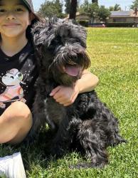 Lost Male Dog last seen Pacific & First right next to Simi Valley Missionary Baptist Church, Simi Valley, CA 93065
