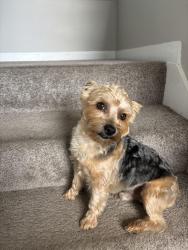 Lost Male Dog last seen Gonzaga Cir and Browning Field Way, Hampton, GA 30228