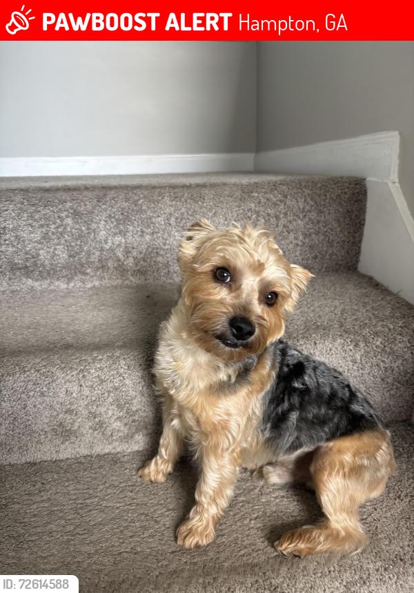 Lost Male Dog last seen Gonzaga Cir and Browning Field Way, Hampton, GA 30228