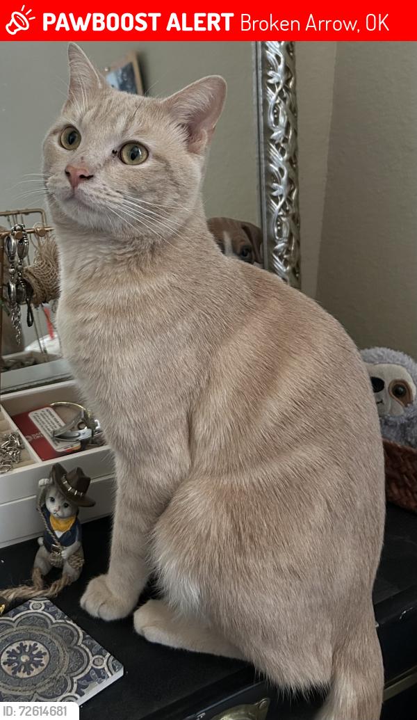 Lost Male Cat last seen 129th east ave and 67th street, broken arrow, ok, Broken Arrow, OK 74012