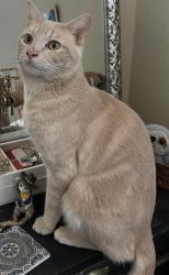 Lost Male Cat last seen 129th east ave and 67th street, broken arrow, ok, Broken Arrow, OK 74012