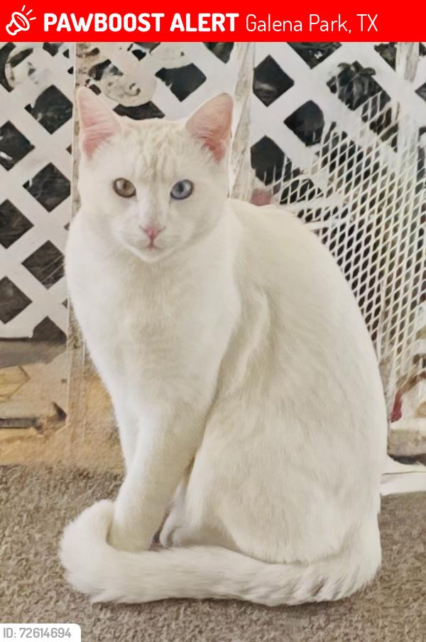 Lost Male Cat last seen Galena st, Galena Park, TX 77547