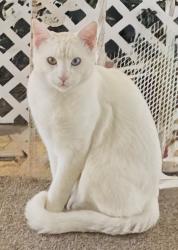 Lost Male Cat last seen Galena st, Galena Park, TX 77547