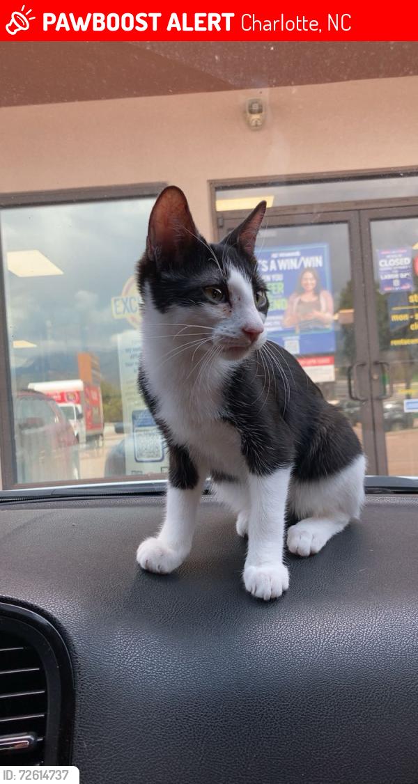 Lost Male Cat last seen Pimlico Dr & Spirit Bound Way, Charlotte, NC 28273