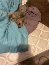 Lost Female Dog last seen Lost her Between the church and New St/church walk street, York, SC 29745