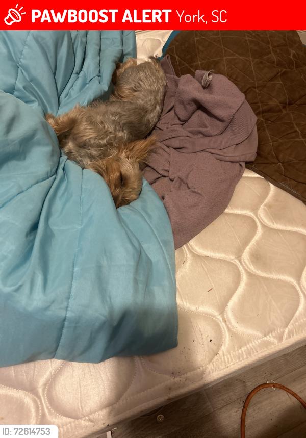 Lost Female Dog last seen Lost her Between the church and New St/church walk street, York, SC 29745