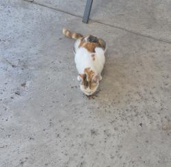 Found/Stray Female Cat last seen autumn & maple Dr, Oceanside, CA 92056