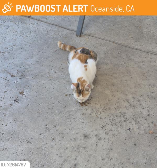 Found/Stray Female Cat last seen autumn & maple Dr, Oceanside, CA 92056