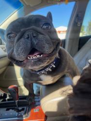 Reunited Male Dog last seen California and Park St, Stockton, CA 95202