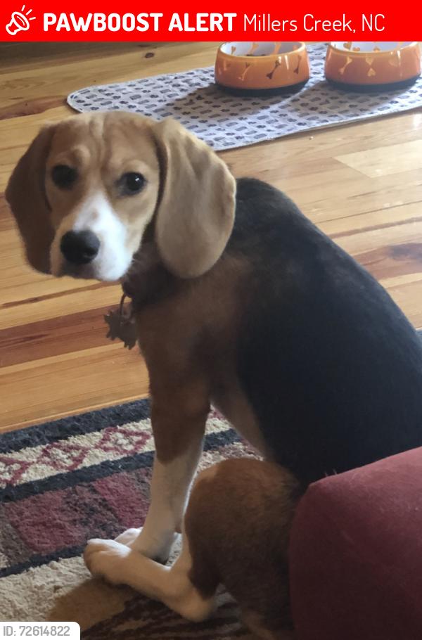 Lost Female Dog last seen SHINGLE GAP ROAD , Millers Creek, NC 28651