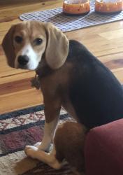 Lost Female Dog last seen SHINGLE GAP ROAD , Millers Creek, NC 28651